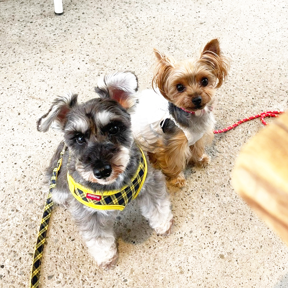 卒業犬のあんなちゃんとシェイクちゃん☆